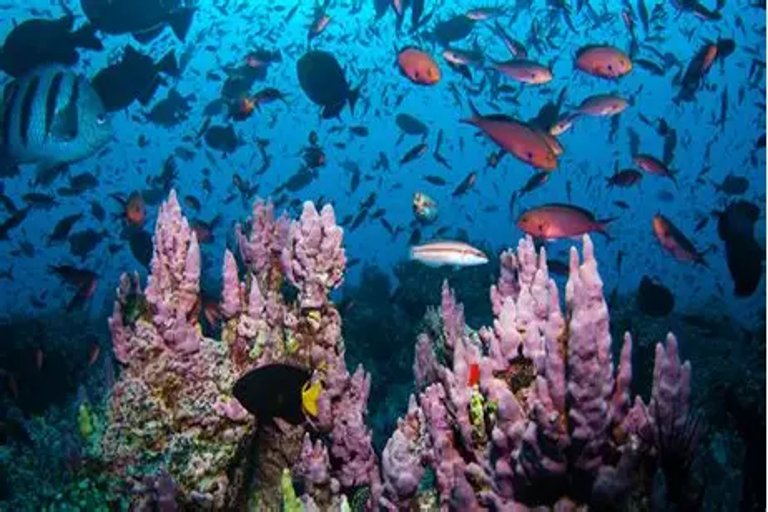 New Marine Conservation Area Proposed Off Eastern Shore